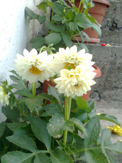 Imagine0286 - FLORILE MELE