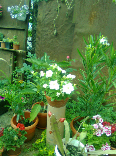 Imagine0287 - FLORILE MELE