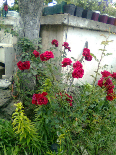 Imagine0300 - FLORILE MELE