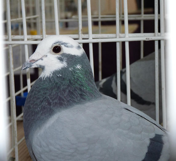 bunica Ochiimosii - Lady D; tandem Nicorescu + Iancu
