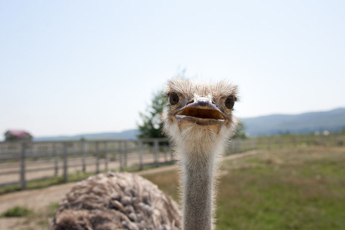 La Struti-Biker Party Tg Neamt 2012