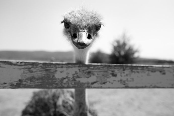 La Struti-Biker Party Tg Neamt 2012