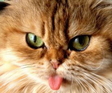 160754-cats-cheeky-cat_thumb