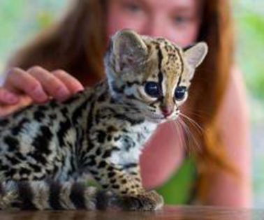 431042_465447216821415_990219814_n_thumb