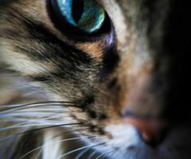 537990_478088235585422_1915060641_n_thumb