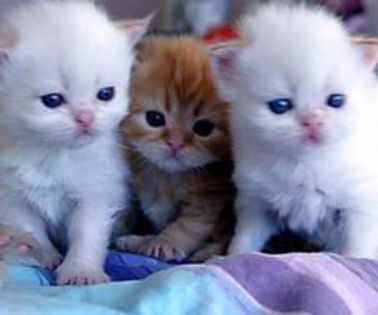 548845_477119022331747_478152739_n_thumb