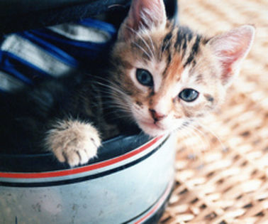 5468336296_b5a48873fa_thumb