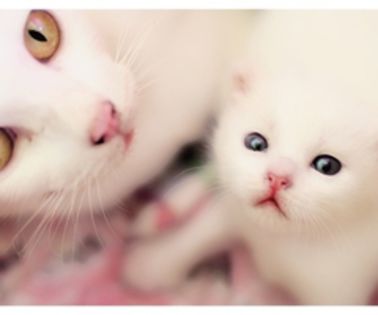 4855512067758334tM0zx0oOc_thumb