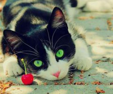 green-eyes-cat-beautiful-pictures-31254236-1920-1200_thumb