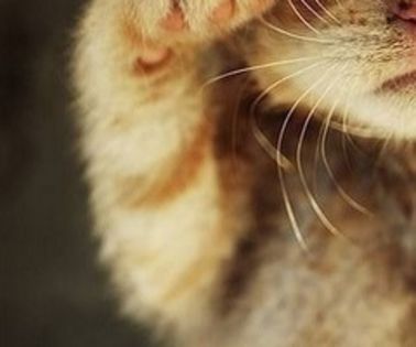 orange_kitten-241232_thumb