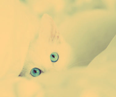 tumblr_memw7f8qNO1rkhmduo4_500_thumb