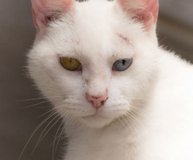 tumblr_mh5ay3GhLQ1qzmz4co1_500_thumb