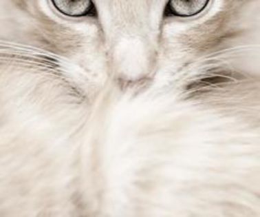 550916_574437205906918_1869169676_n_thumb