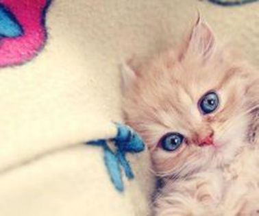 600813_10151444727485280_1453259326_n_thumb