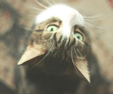 8131498309_9ee8ebc4a8_z_thumb