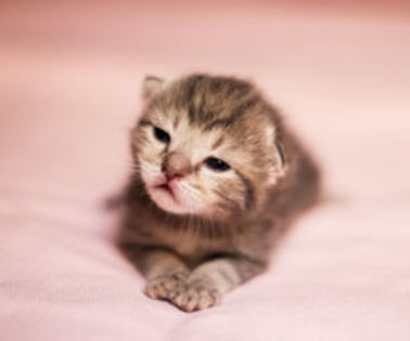 baby-cat-cute-kitty-Favim.com-619510_thumb