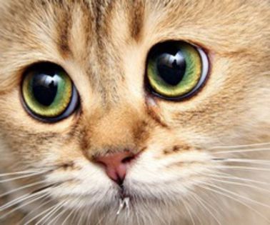 image_56060113035323285601_thumb