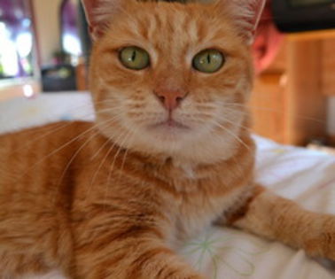 tumblr_magbj3cTeE1ro7syqo1_500_thumb