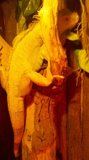 2013-02-02_16-46-52_226 - iguana de vanzare 130cm bland