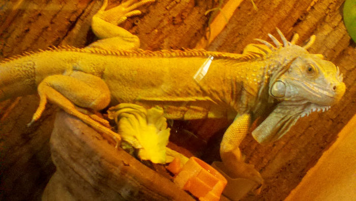 2013-02-03_13-24-56_866 - iguana de vanzare 130cm bland