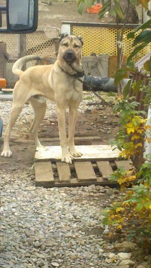 2012-11-19_10-57-20_695 - KANGAL MARELE CIOBANESC TURCESC