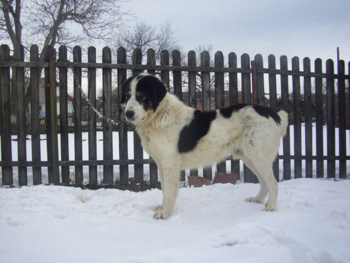 Picture 010 - 1-Radu