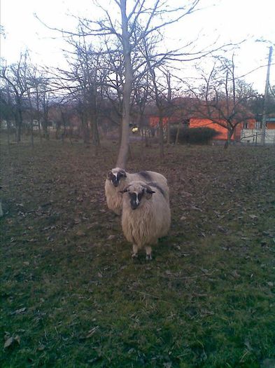 Image0008