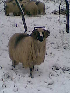 Image0017