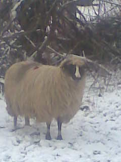 Image0021