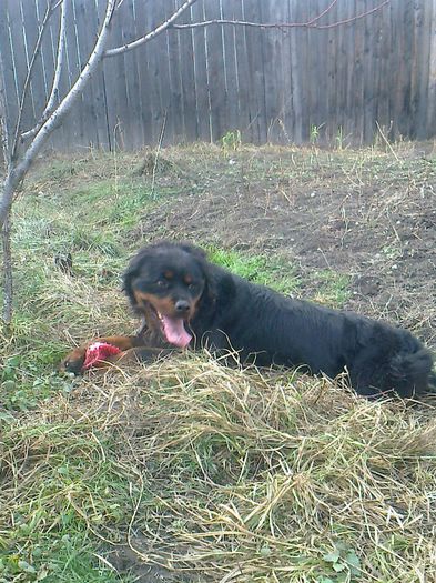 Fotografie0537 - Rottweiler pui de vinzare cu pedigree