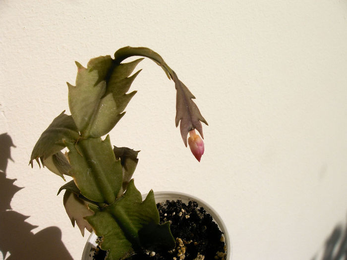 Schlumbergera - SUCULENTE