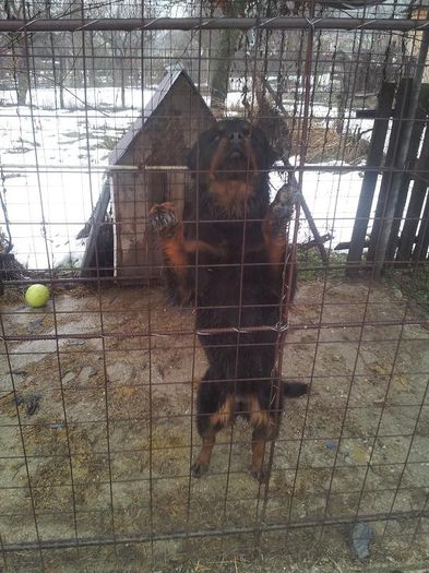 2013-01-19 11.42.57 - Rottweiler pui de vinzare cu pedigree