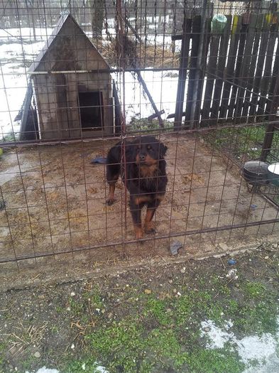 2013-01-19 11.43.56 - Rottweiler pui de vinzare cu pedigree