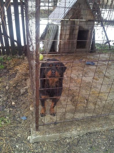 2013-01-19 11.41.31 - Copie - Rottweiler pui de vinzare cu pedigree
