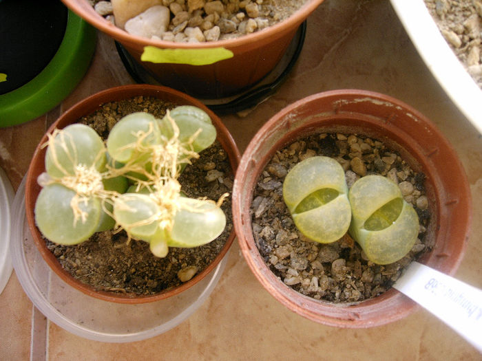 Conophytum-Lithops