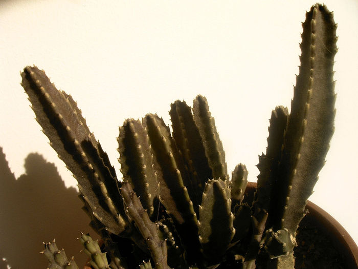 Stapelia - SUCULENTE