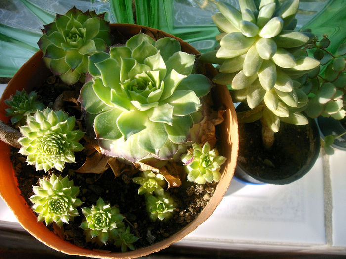 Sempervivum-Pachyphitum compactum