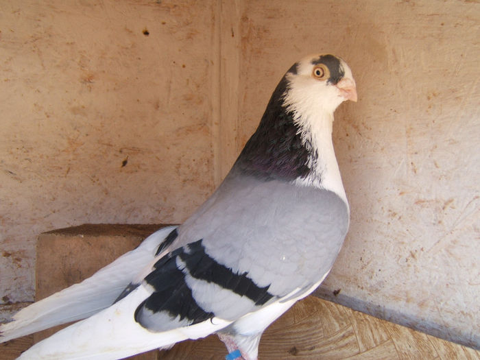 DSCF5426 - masculi matca