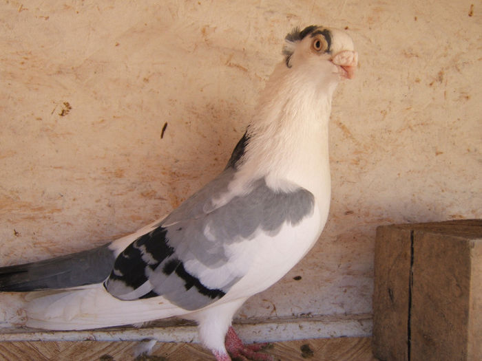 DSCF5433 - masculi matca