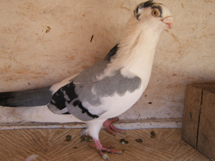 DSCF5435 - masculi matca