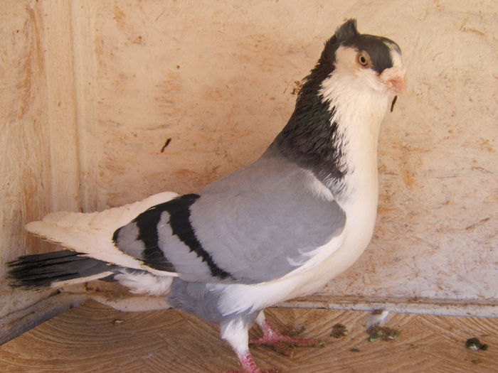 DSCF5438 - masculi matca