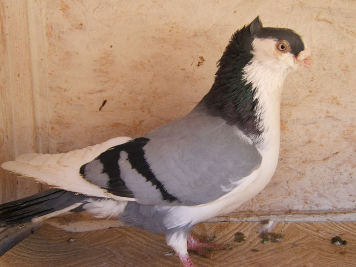 DSCF5439 - masculi matca