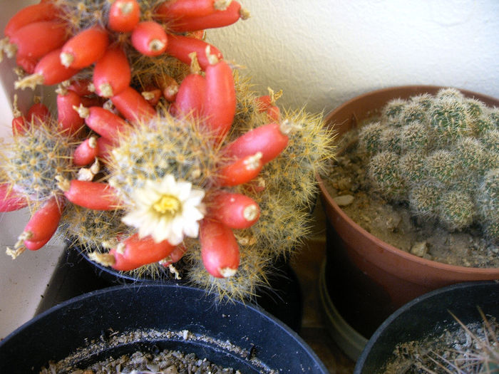 Mammilaria