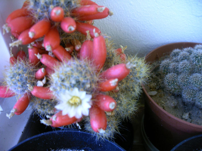 IMAG0041 - Flori cactusi I