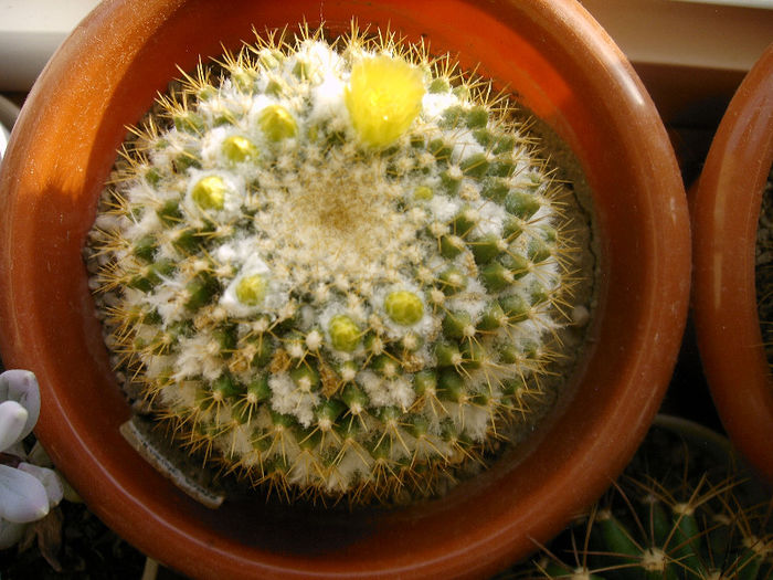 Mammilaria - Flori cactusi I