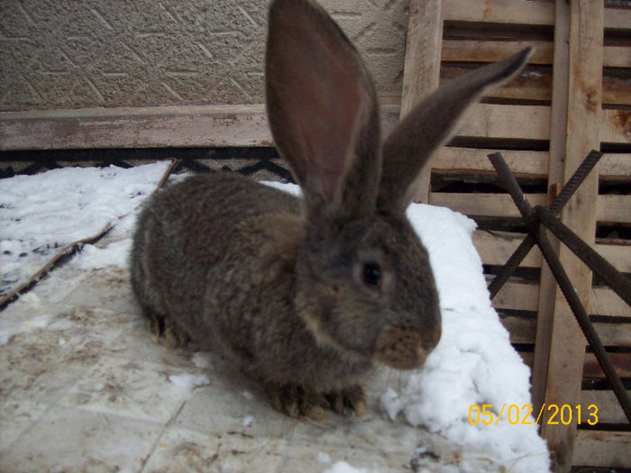 Poze februarie 2013 018 - POZE PUI DE IEPURI FEBRUARIE 2013