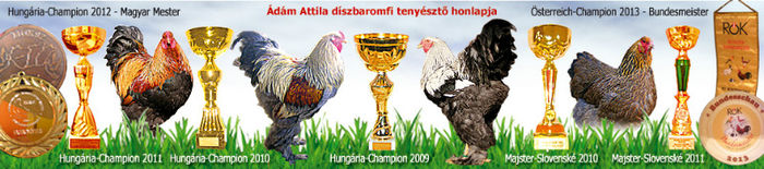 logo_1358844295 - Adam Attila campionul Ungariei -Brahma -tyukok