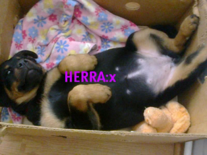 HERRA - HERRA_femela rottweiler