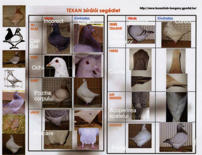 Arbitraj2-texan 2 - Texani