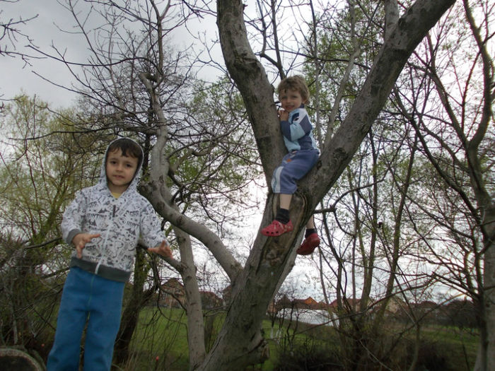 DSCN0720; copii in nuc sau copacul cu copii
